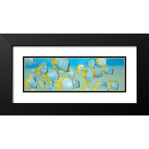Butterfly Fishs Black Modern Wood Framed Art Print with Double Matting by Atelier B Art Studio