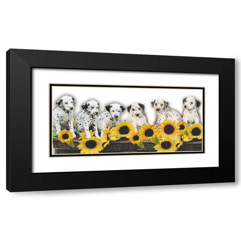Puppies and Sunflowers Black Modern Wood Framed Art Print with Double Matting by Hoenderkamp, Patrick