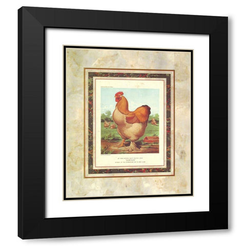 Buff. Cochin Cock, Cassells Poultry Book Black Modern Wood Framed Art Print with Double Matting by Ludlow, J.W.