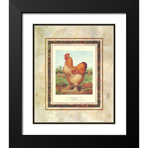 Buff. Cochin Cock, Cassells Poultry Book Black Modern Wood Framed Art Print with Double Matting by Ludlow, J.W.