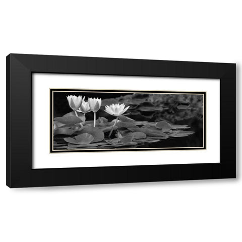 Hughes Water Garden Black Modern Wood Framed Art Print with Double Matting by Frates, Dennis
