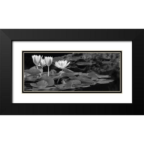 Hughes Water Garden Black Modern Wood Framed Art Print with Double Matting by Frates, Dennis