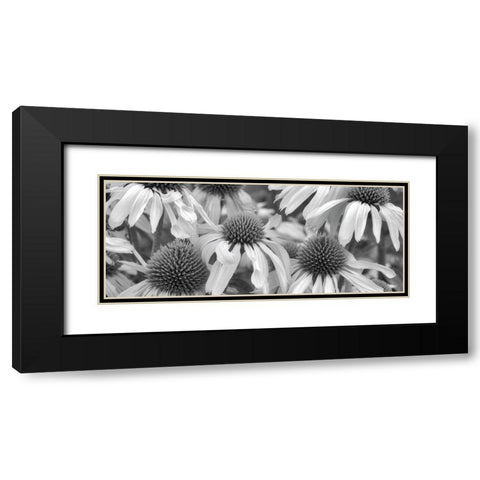 Echinacea Sunrise Black Modern Wood Framed Art Print with Double Matting by Frates, Dennis