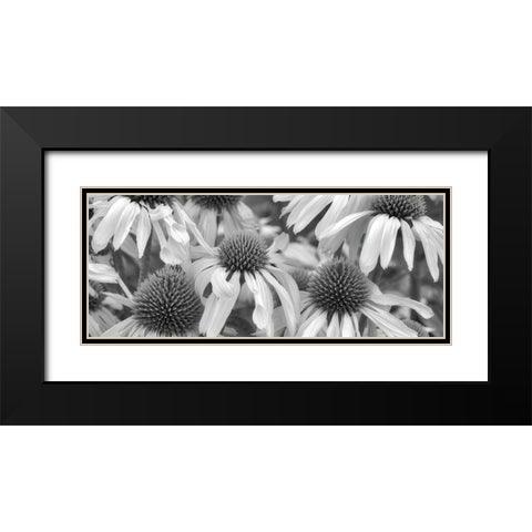 Echinacea Sunrise Black Modern Wood Framed Art Print with Double Matting by Frates, Dennis