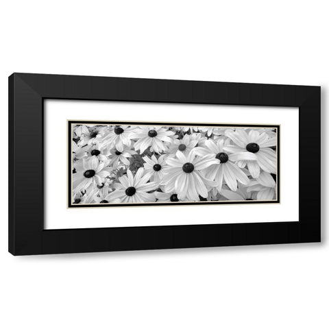 Black Eyed Susans Black Modern Wood Framed Art Print with Double Matting by Frates, Dennis