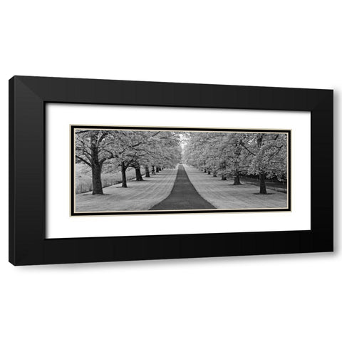 Maple Lined Road Black Modern Wood Framed Art Print with Double Matting by Frates, Dennis