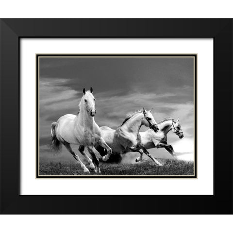 White Stallions Black Modern Wood Framed Art Print with Double Matting by Anonymous
