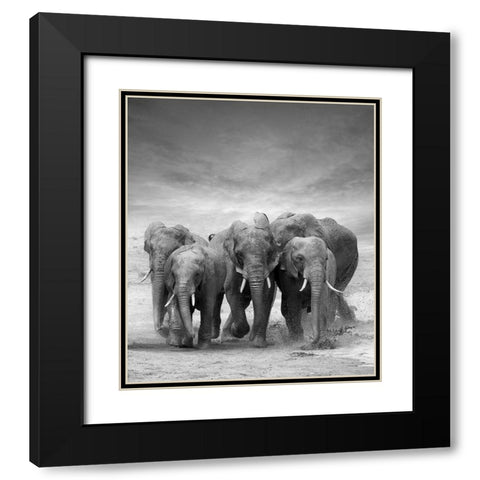 Elephant Herd Black Modern Wood Framed Art Print with Double Matting by Byrdyak, V.