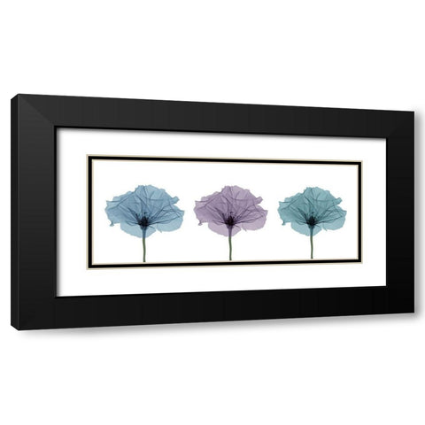 Three Flowers in Color Black Modern Wood Framed Art Print with Double Matting by Anonymous