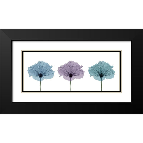 Three Flowers in Color Black Modern Wood Framed Art Print with Double Matting by Anonymous