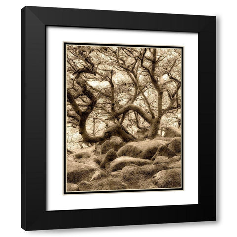 Moss covered oak trees in Wistmans Wood. Devon County. Dartmoor National Park, England Black Modern Wood Framed Art Print with Double Matting by Frates, Dennis
