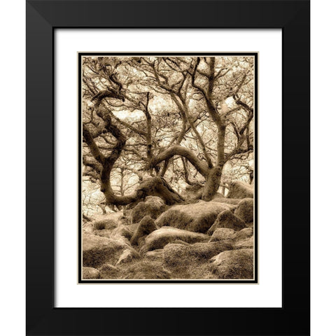 Moss covered oak trees in Wistmans Wood. Devon County. Dartmoor National Park, England Black Modern Wood Framed Art Print with Double Matting by Frates, Dennis