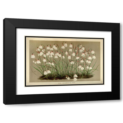 Acis Autumnalis Black Modern Wood Framed Art Print with Double Matting by Anonymous