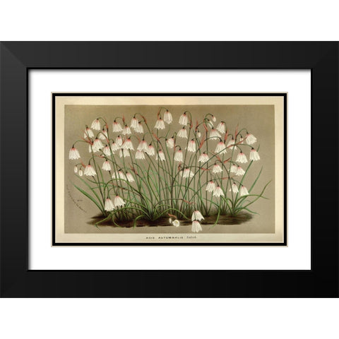 Acis Autumnalis Black Modern Wood Framed Art Print with Double Matting by Anonymous