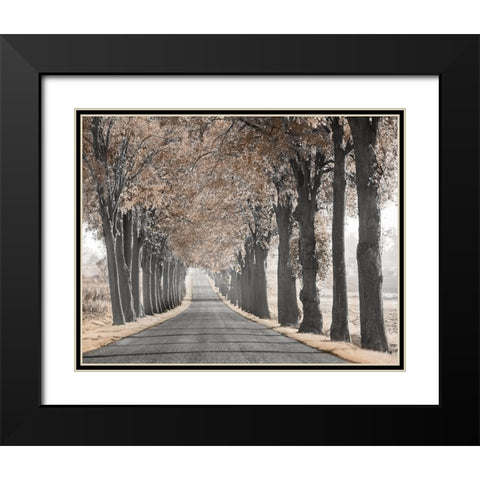 Road Through Tree Alley Black Modern Wood Framed Art Print with Double Matting by Anonymous