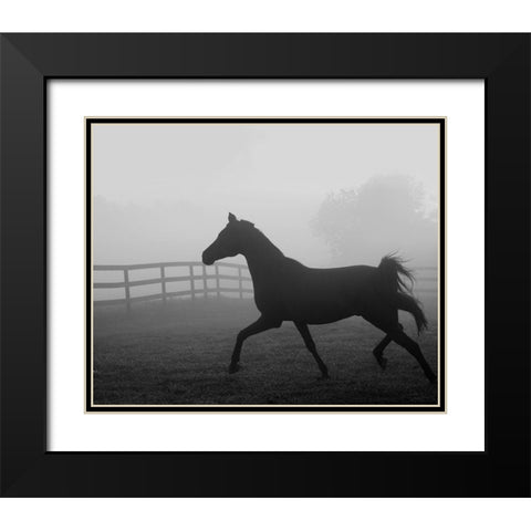 Morning Pasture II Black Modern Wood Framed Art Print with Double Matting by Anonymous