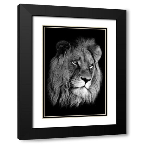 Lion King Black Modern Wood Framed Art Print with Double Matting by Anon