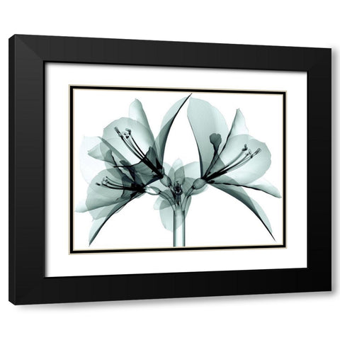 Translucent Amaryllis Black Modern Wood Framed Art Print with Double Matting by Anonymous