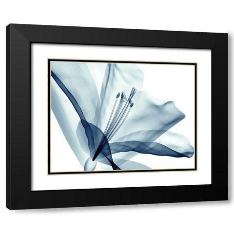 Transparent Floral Beauty Black Modern Wood Framed Art Print with Double Matting by Anonymous