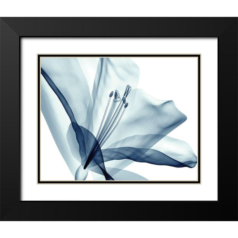 Transparent Floral Beauty Black Modern Wood Framed Art Print with Double Matting by Anonymous