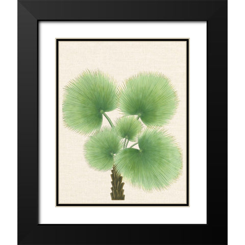 Palm Fronds Black Modern Wood Framed Art Print with Double Matting by Unknown