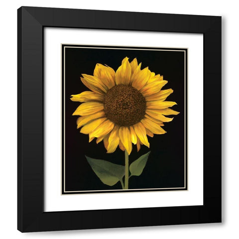 Sunflower I Black Modern Wood Framed Art Print with Double Matting by Unknown