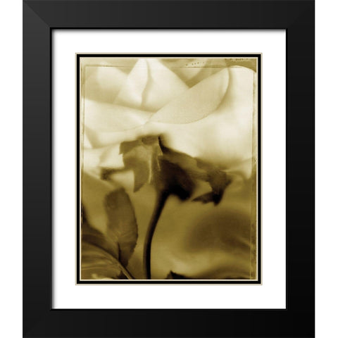 Flower Focus I Black Modern Wood Framed Art Print with Double Matting by Unknown