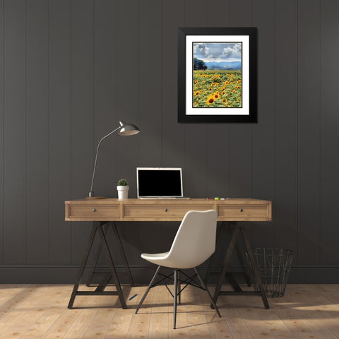 Sunflower Field Black Modern Wood Framed Art Print with Double Matting by Medeiros, Celito