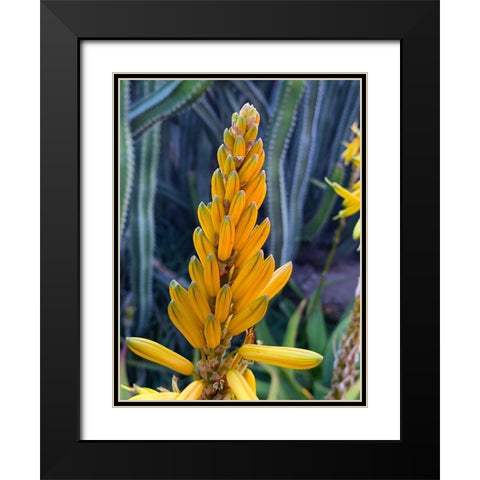Aloe Blooms II Black Modern Wood Framed Art Print with Double Matting by Grayscale