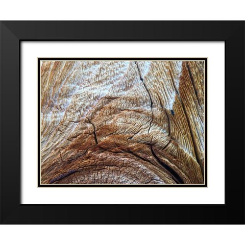 Bark Arc I Black Modern Wood Framed Art Print with Double Matting by Grayscale