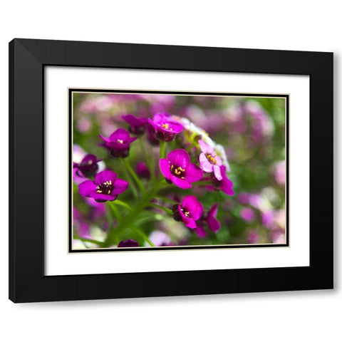 Alyssum II Black Modern Wood Framed Art Print with Double Matting by Grayscale