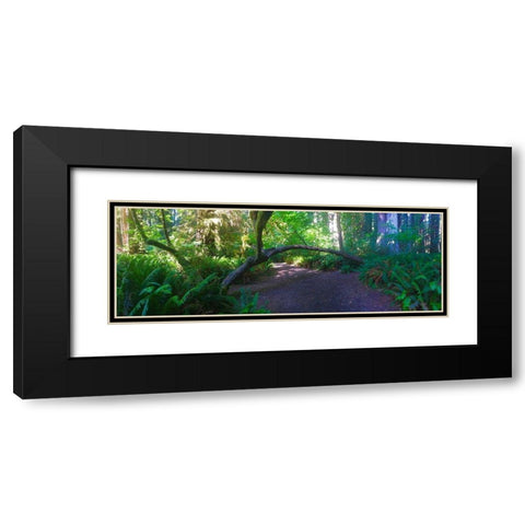Arch Tree I Black Modern Wood Framed Art Print with Double Matting by Grayscale
