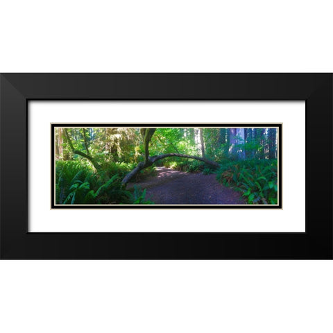 Arch Tree I Black Modern Wood Framed Art Print with Double Matting by Grayscale