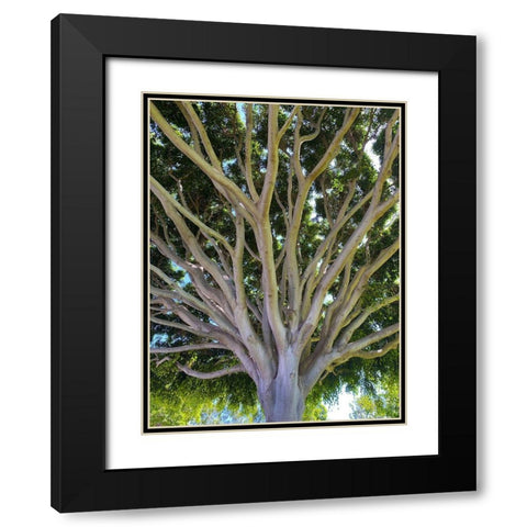 Tree Canopy XIV Black Modern Wood Framed Art Print with Double Matting by Grayscale