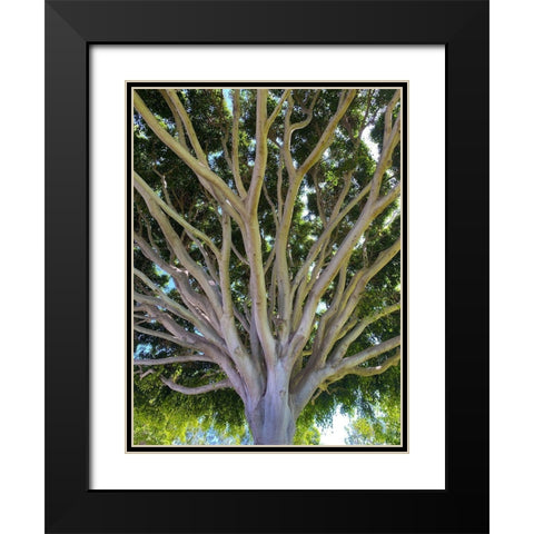 Tree Canopy XIV Black Modern Wood Framed Art Print with Double Matting by Grayscale