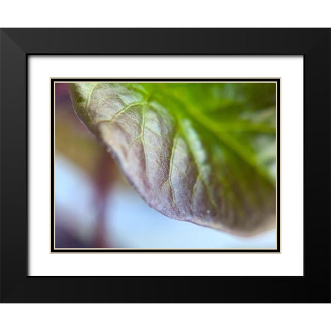 Leaf Edge I Black Modern Wood Framed Art Print with Double Matting by Grayscale