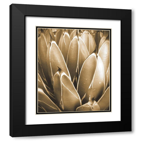 Agave Sepia Black Modern Wood Framed Art Print with Double Matting by Tenoever, William