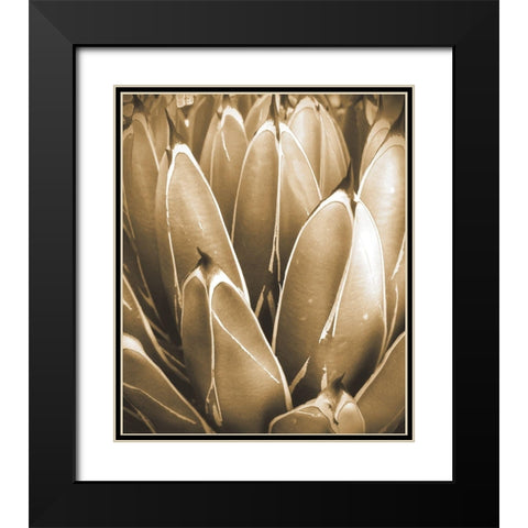 Agave Sepia Black Modern Wood Framed Art Print with Double Matting by Tenoever, William