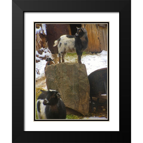 Three Goats Black Modern Wood Framed Art Print with Double Matting by Popcorn