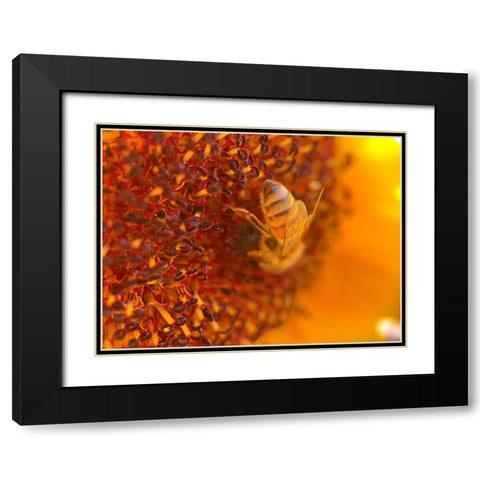 BeeOnSunflower2 Black Modern Wood Framed Art Print with Double Matting by Tenoever, William