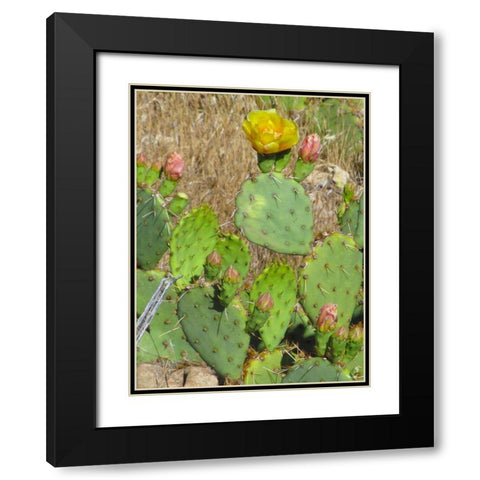 Prickly Pear II Black Modern Wood Framed Art Print with Double Matting by Popcorn