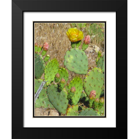 Prickly Pear II Black Modern Wood Framed Art Print with Double Matting by Popcorn