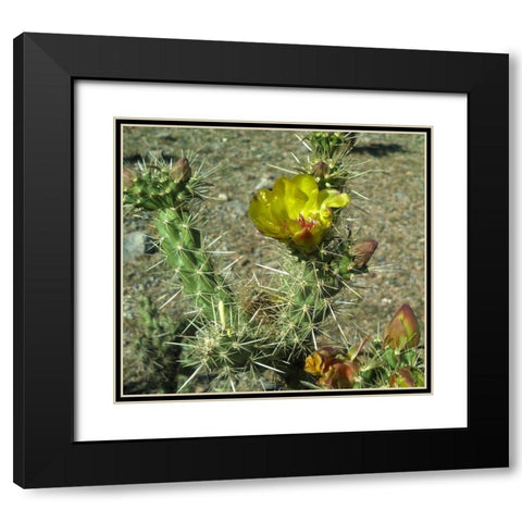 Cholla Bloom II Black Modern Wood Framed Art Print with Double Matting by Popcorn