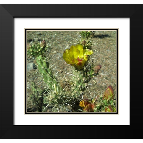 Cholla Bloom II Black Modern Wood Framed Art Print with Double Matting by Popcorn