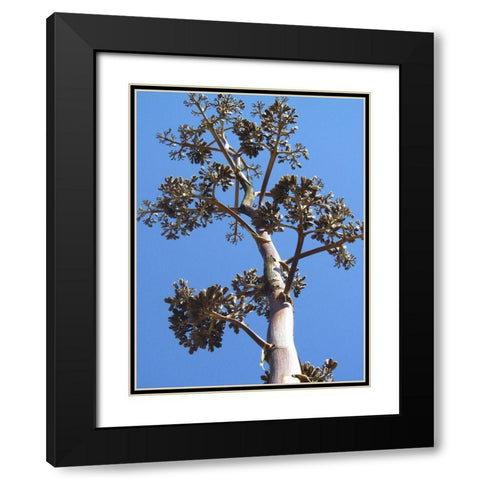Century Plant I Black Modern Wood Framed Art Print with Double Matting by Popcorn