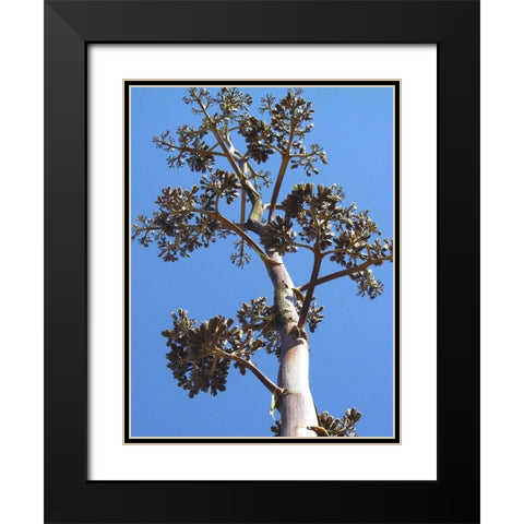 Century Plant I Black Modern Wood Framed Art Print with Double Matting by Popcorn
