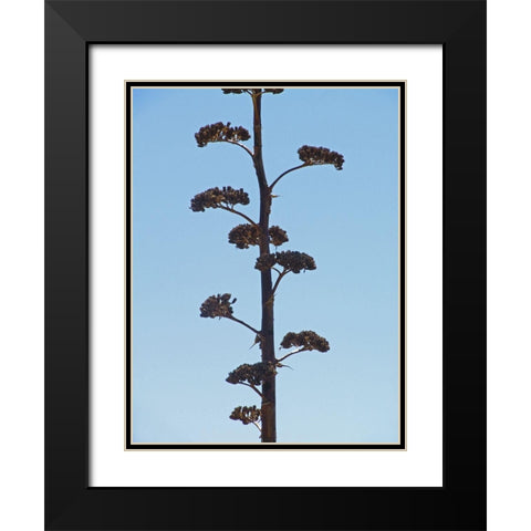 Century Plant II Black Modern Wood Framed Art Print with Double Matting by Popcorn