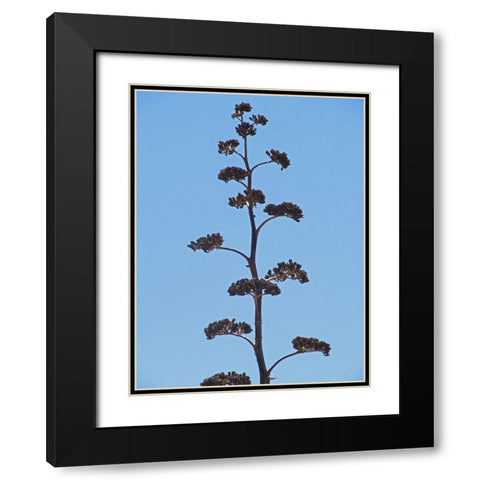 Century Plant III Black Modern Wood Framed Art Print with Double Matting by Popcorn