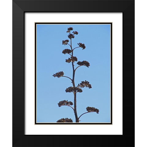 Century Plant III Black Modern Wood Framed Art Print with Double Matting by Popcorn