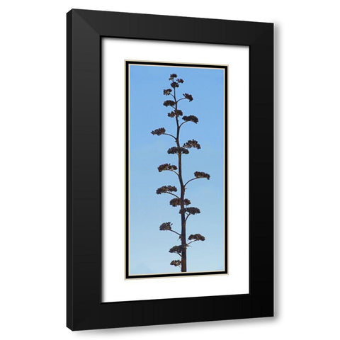 Century Plant IV Black Modern Wood Framed Art Print with Double Matting by Popcorn